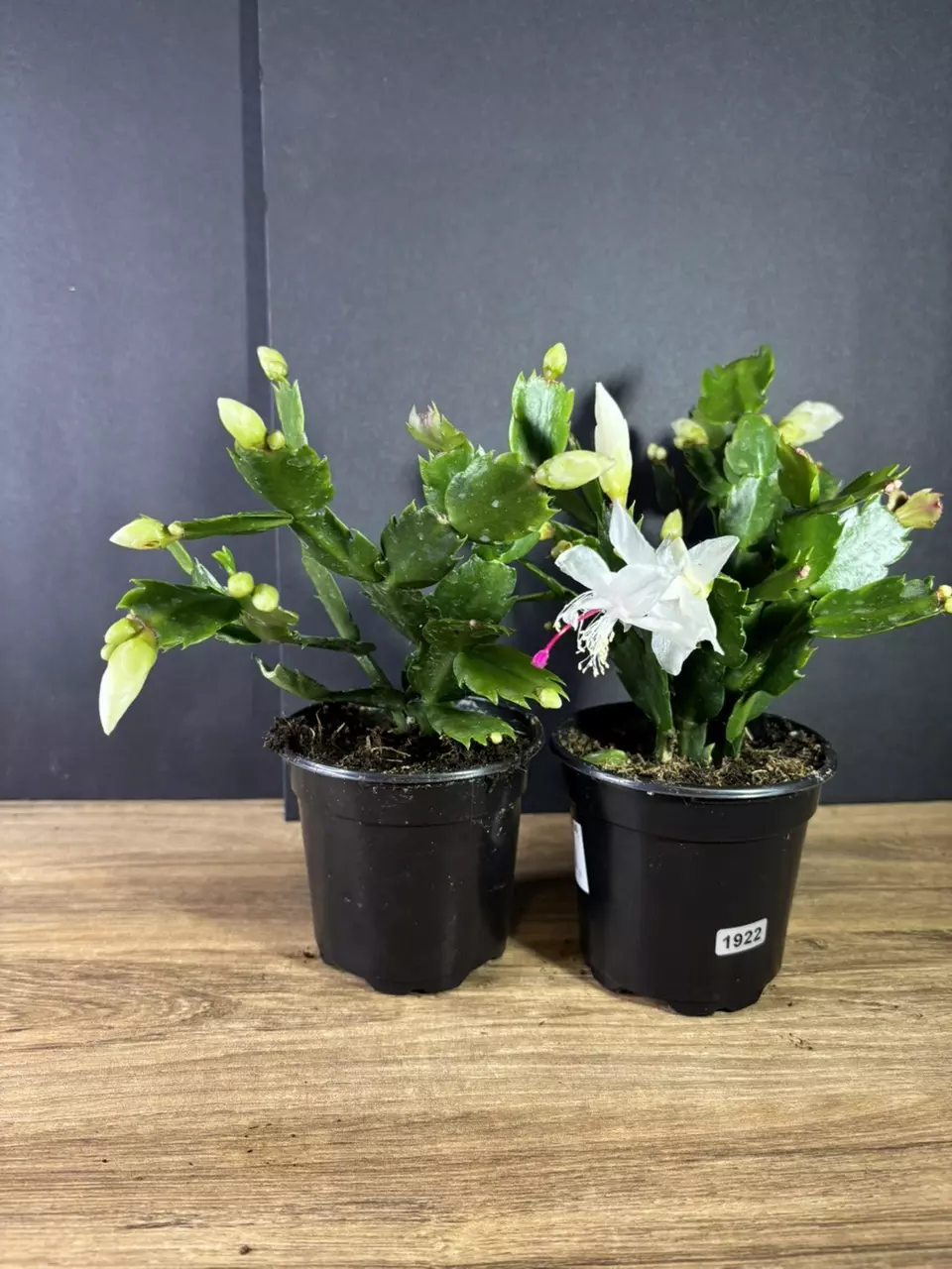 plant/Christmas (Thanksgiving) Cactus - White  4” - grower’s choice-0