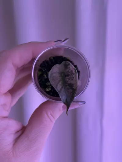 plant/Alocasia Pink Thai Amazonica pup - corm grown!-1-thumbnail