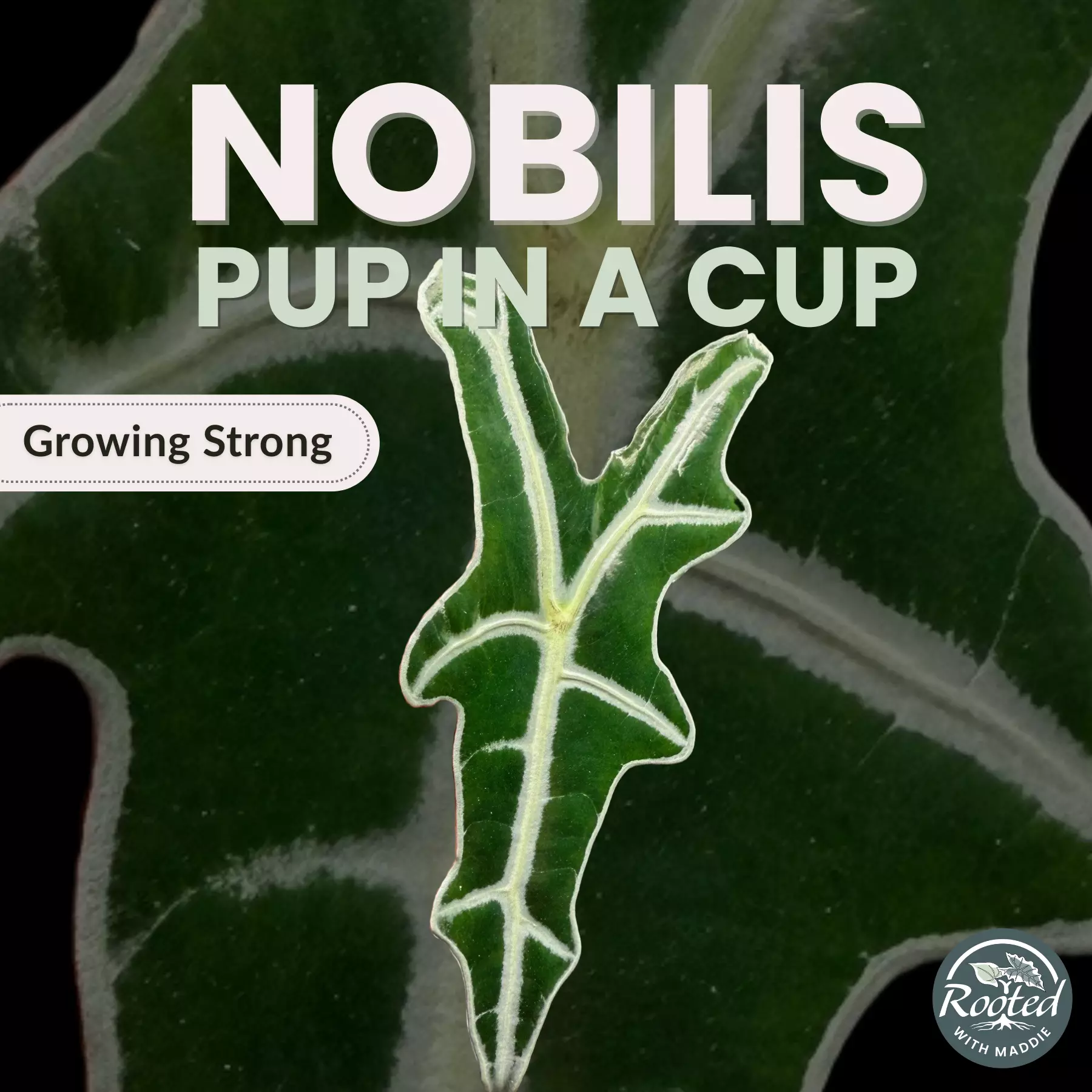 plant/Alocasia Nobilis-0