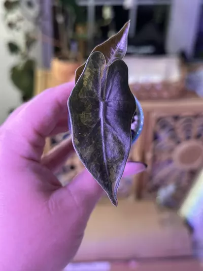 plant/Alocasia Psuedo Aurea 💛corm grown-0-thumbnail