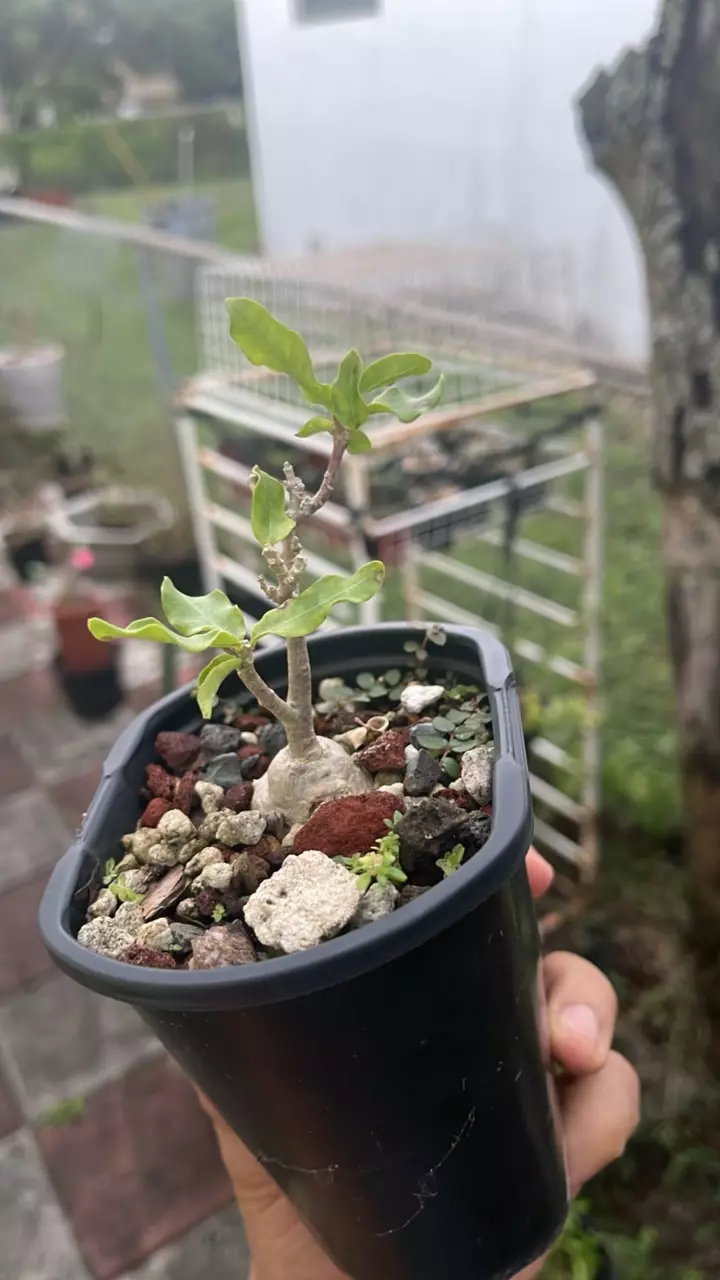 plant/Fockea edulis-0