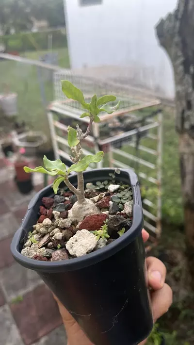 plant/Fockea edulis-0-thumbnail