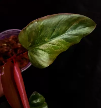 plant/Philodendron Variegated Dark Lord - Mid Cut-2-thumbnail