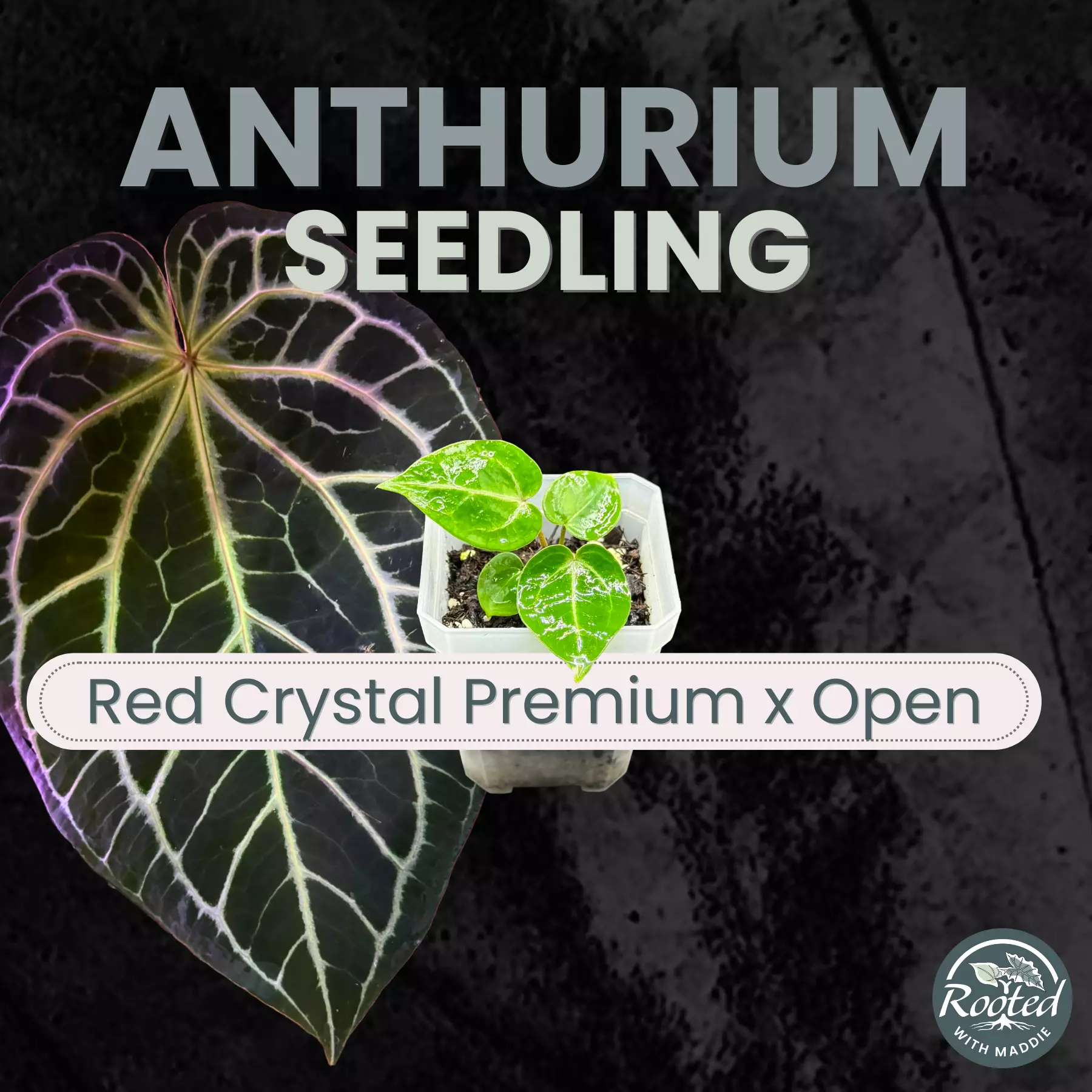 plant/Anthurium Red Crystal Premium x Open-0