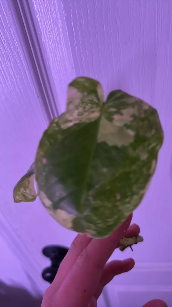 plant/Burl Marx varigated (cutting)-1