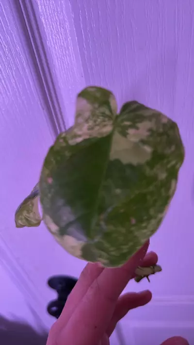 plant/Burl Marx varigated (cutting)-1-thumbnail