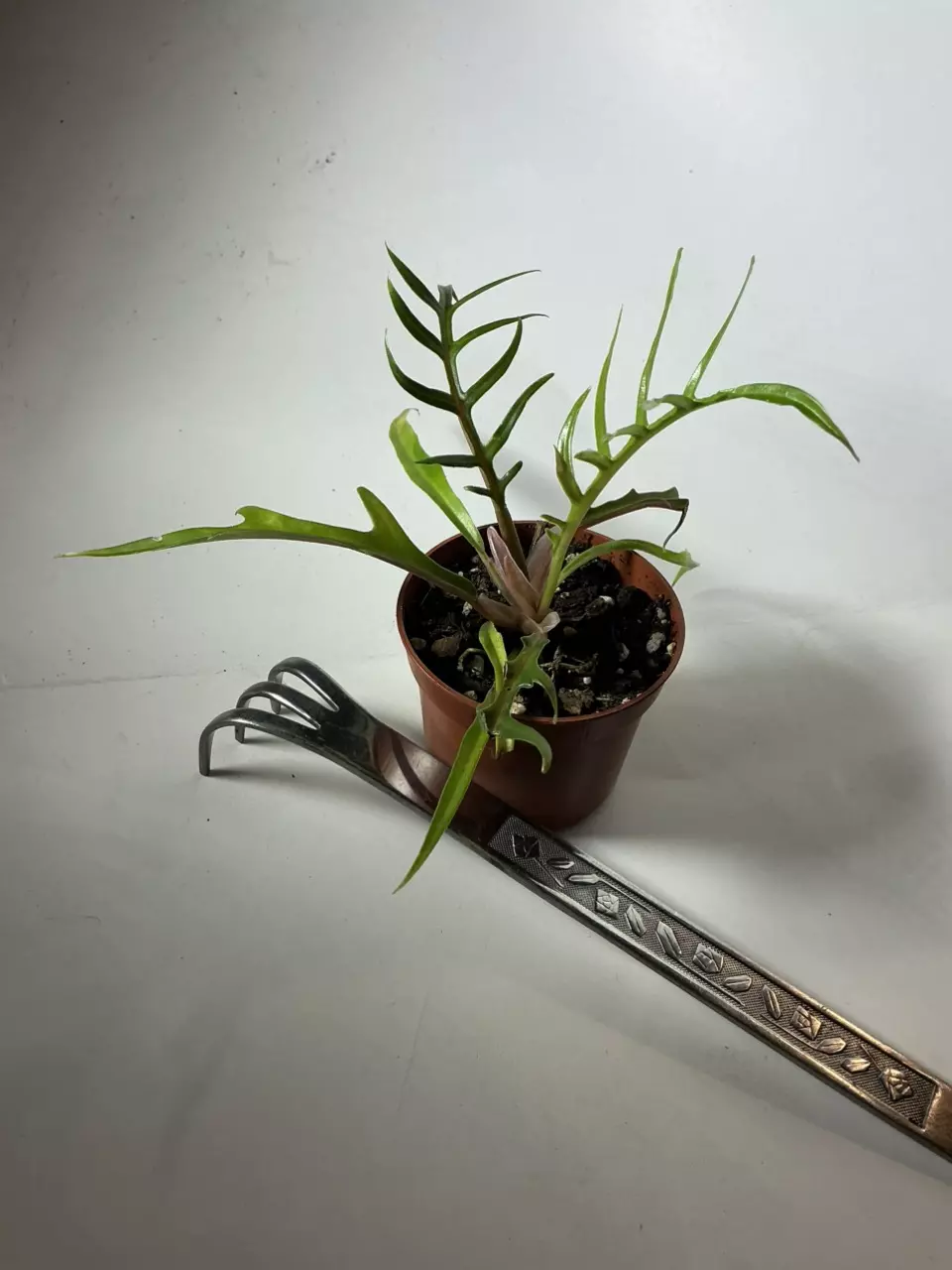 plant/Philodendron “tortum” 2” pot (cute & unique)-1