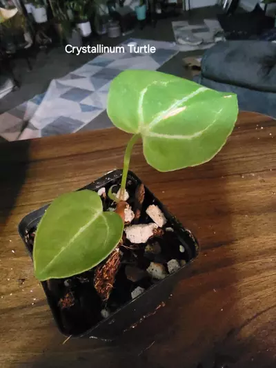 plant/Anthurium#2 Crystallinum Turtle-0-thumbnail