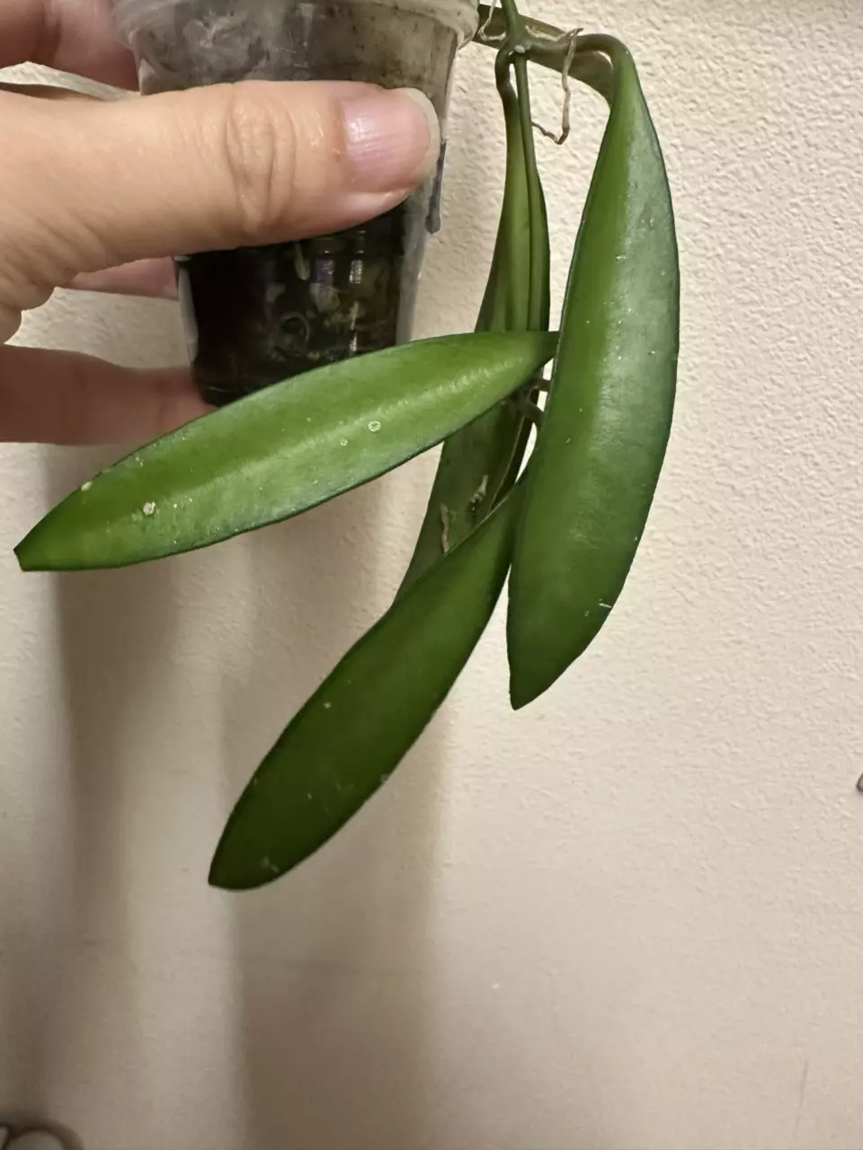 plant/Hoya wayetti rooted strand-0