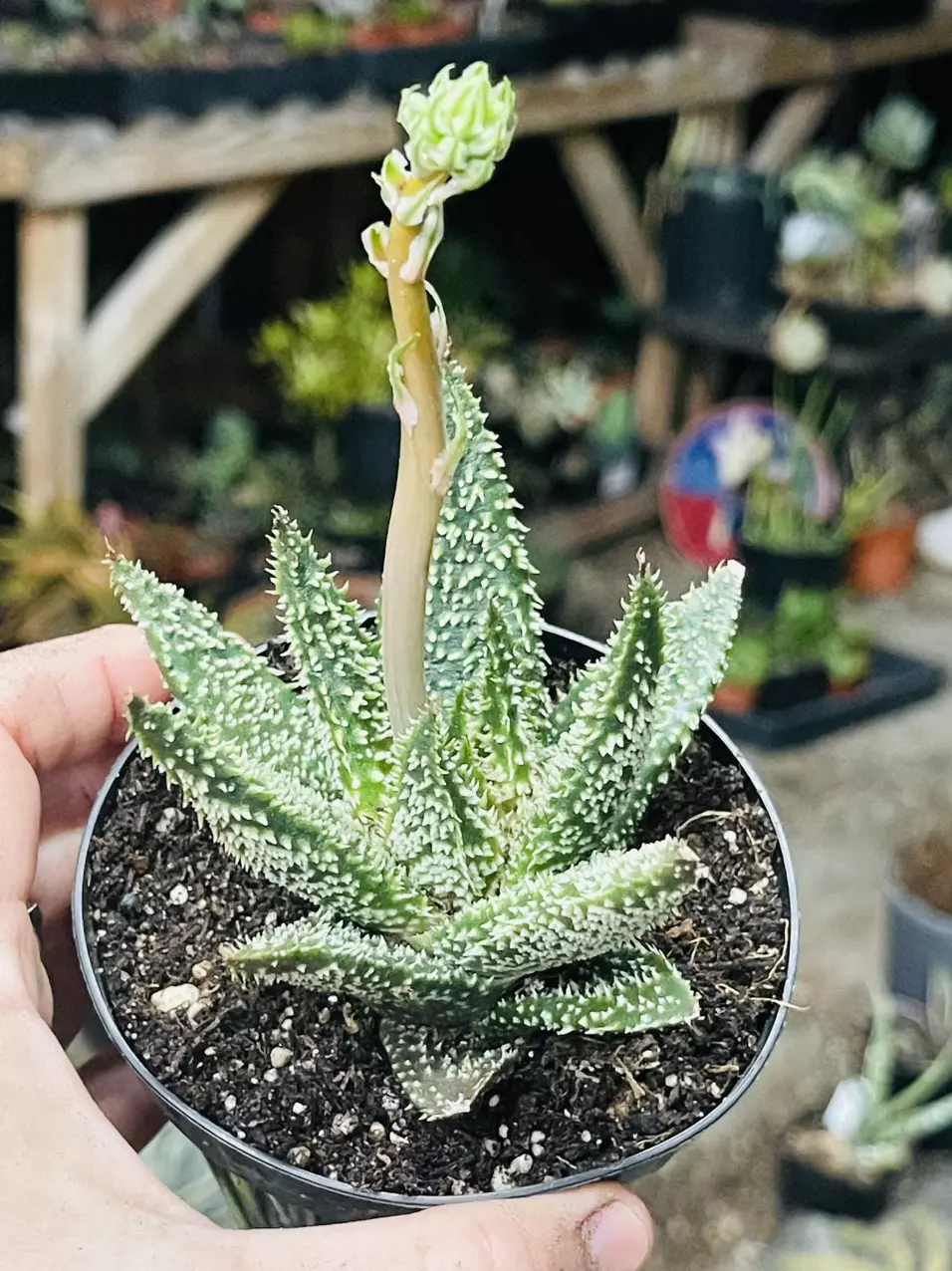 plant/Aloe Tarantula, 3”-0