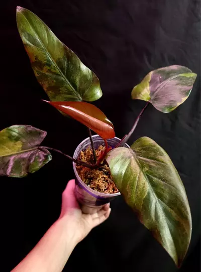 plant/Philodendron Variegated Dark Lord - Mid Cut-0-thumbnail