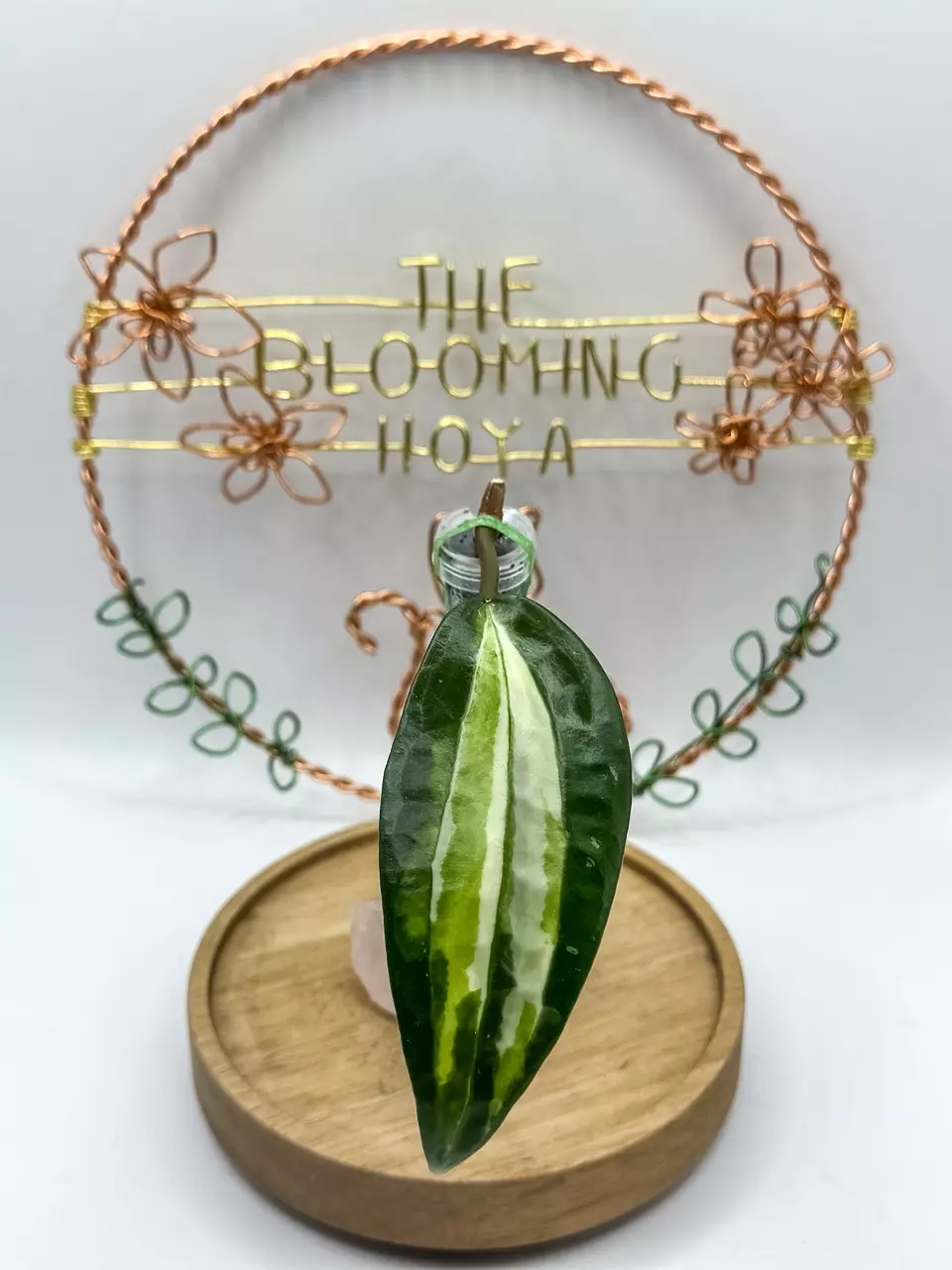 plant/28. Latifolia Queensy (unrooted)-0