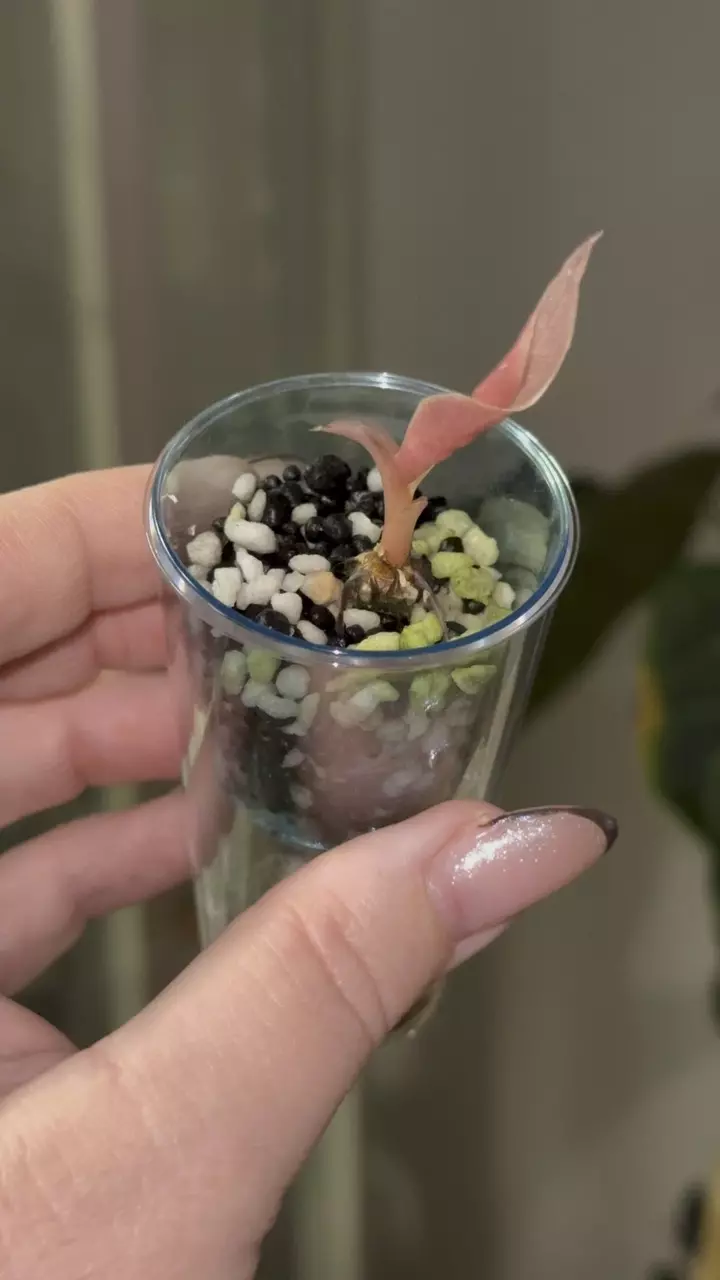 plant/Alocasia Pink Chantrieri pup, corm grown, buyers risk!-0