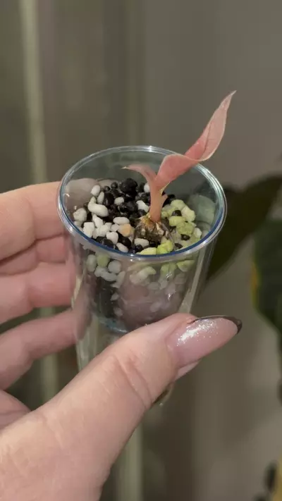 plant/Alocasia Pink Chantrieri pup, corm grown, buyers risk!-0-thumbnail