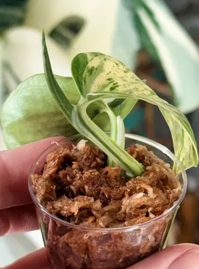 plant/Epipremnum aureum ‘Cast’ — Teruno Cast Pothos-0-thumbnail