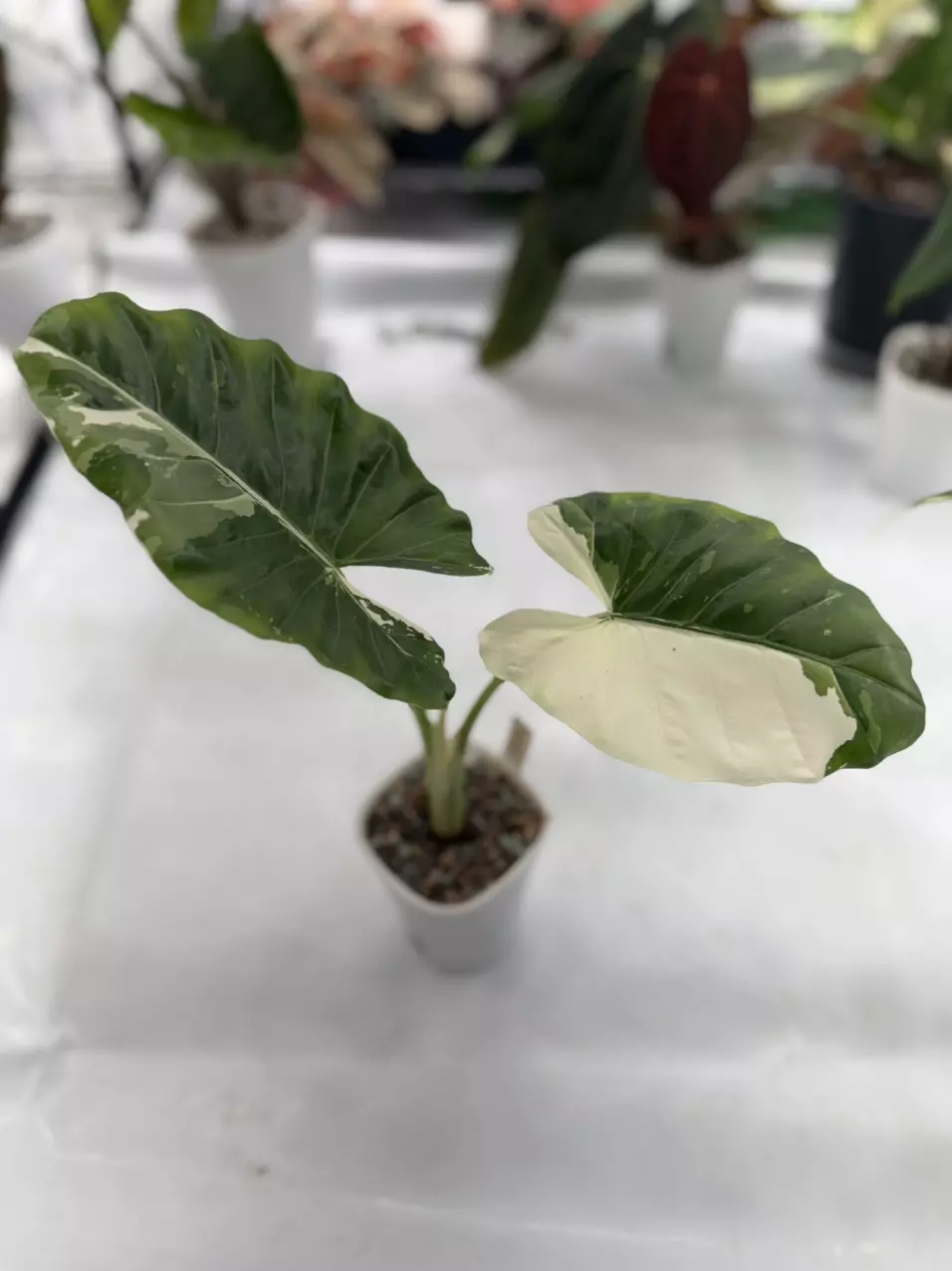 plant/Macrohizza Albo Corm-0