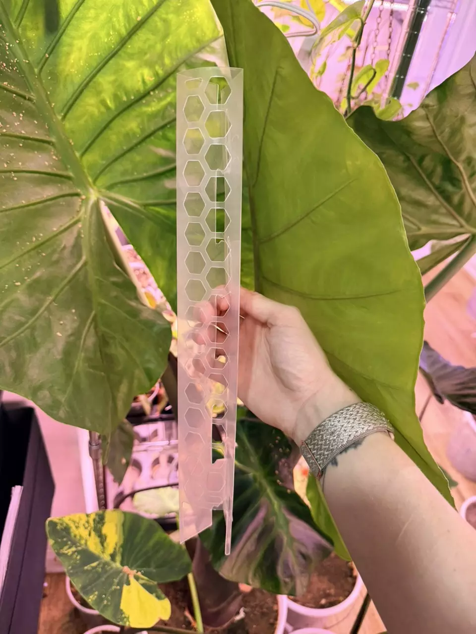 plant/Moss pole 14in-2