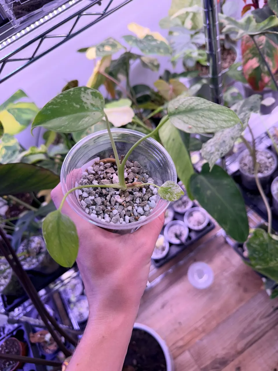 plant/Monstera white monster 0016-2