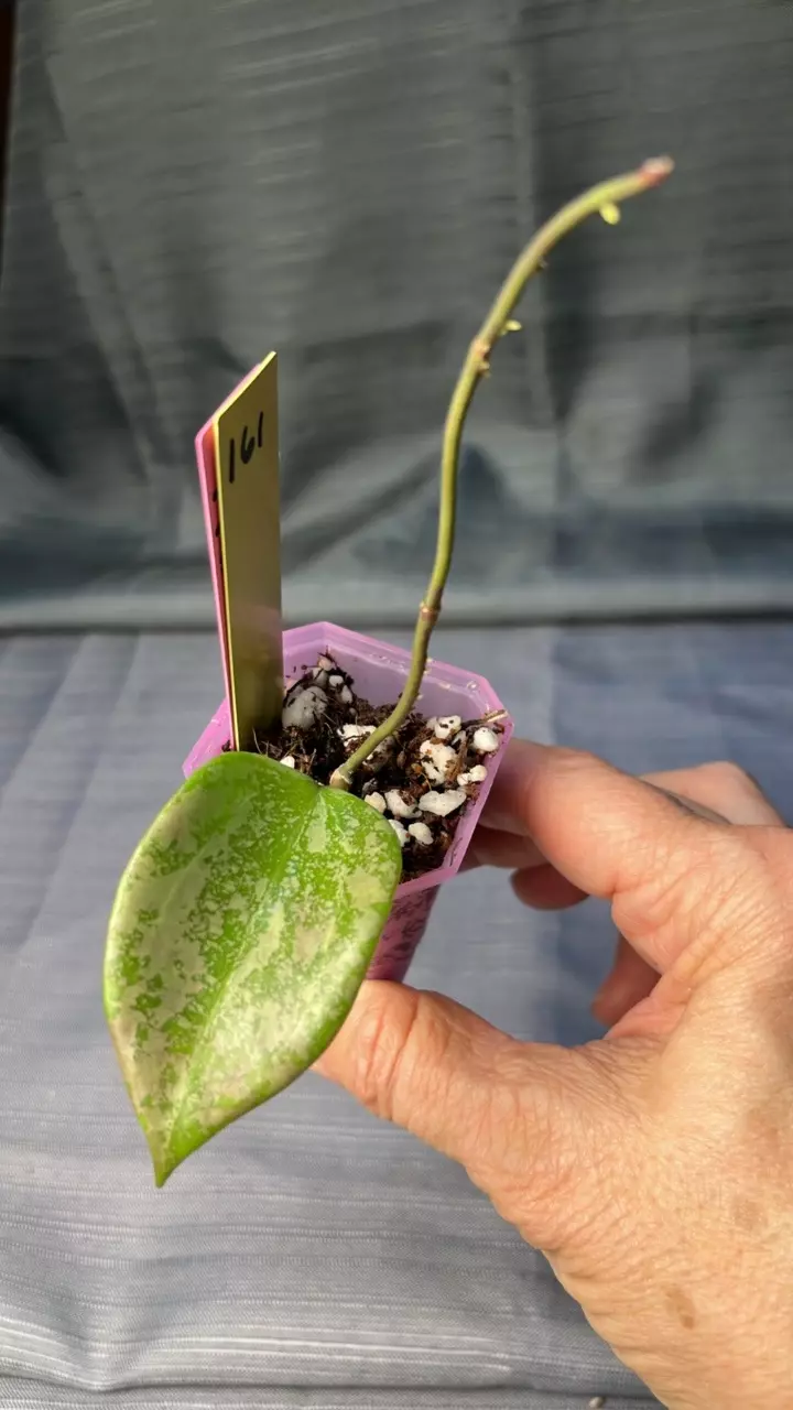 plant/161. H ‘Pink Crush’ DMW-001-U-0