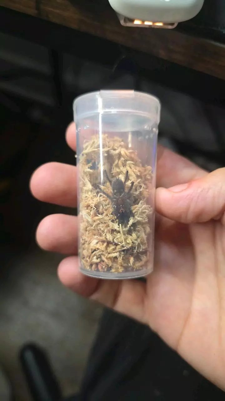 plant/Mexican Rose Grey (Tliltocatl verdezi) 1"-0