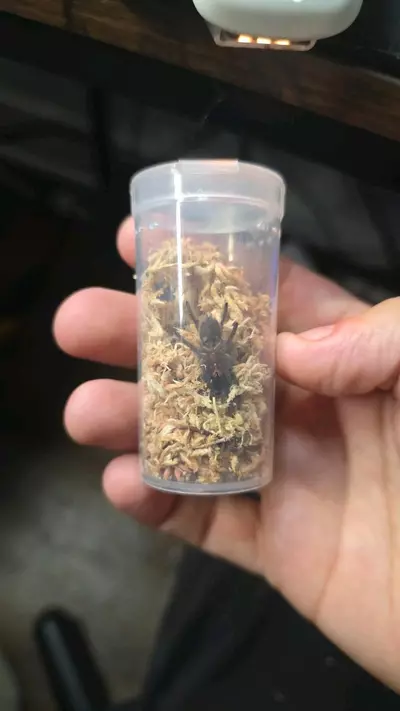 plant/Mexican Rose Grey (Tliltocatl verdezi) 1"-0-thumbnail