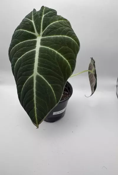 plant/Alocasia black velvet 0501-0-thumbnail