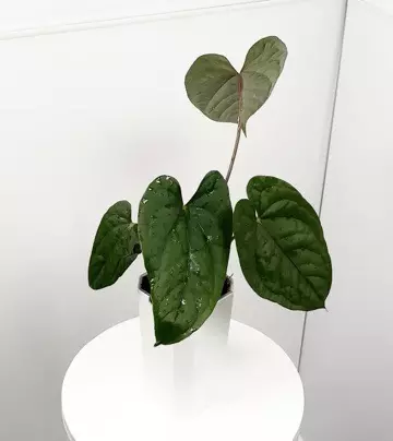 plant/Anthurium “Night Queen” Papillilaminum x Luxurians in Cataphyll-0