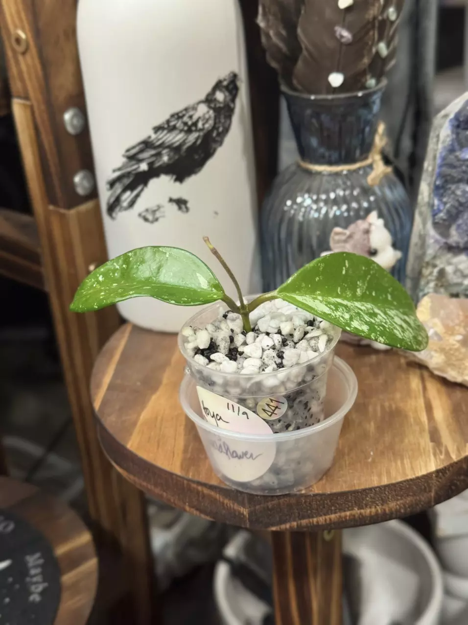 plant/441-Hoya SMS Wildflower unrooted cutting in Fluval mix-1