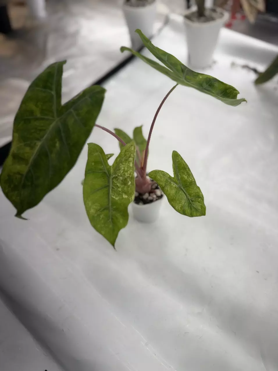 plant/Pink Dragon Albo Pup-4