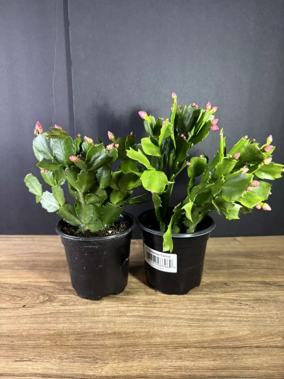 plant/Christmas (Thanksgiving) Cactus - Pink  4” - grower’s choice-0