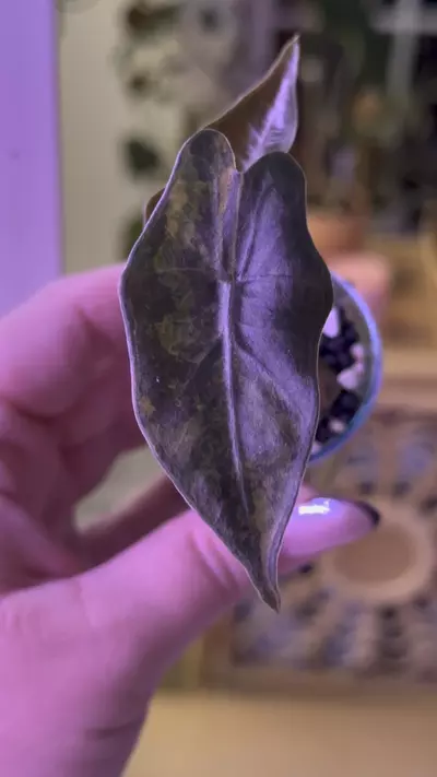 plant/Alocasia Psuedo Aurea 💛corm grown-2-thumbnail