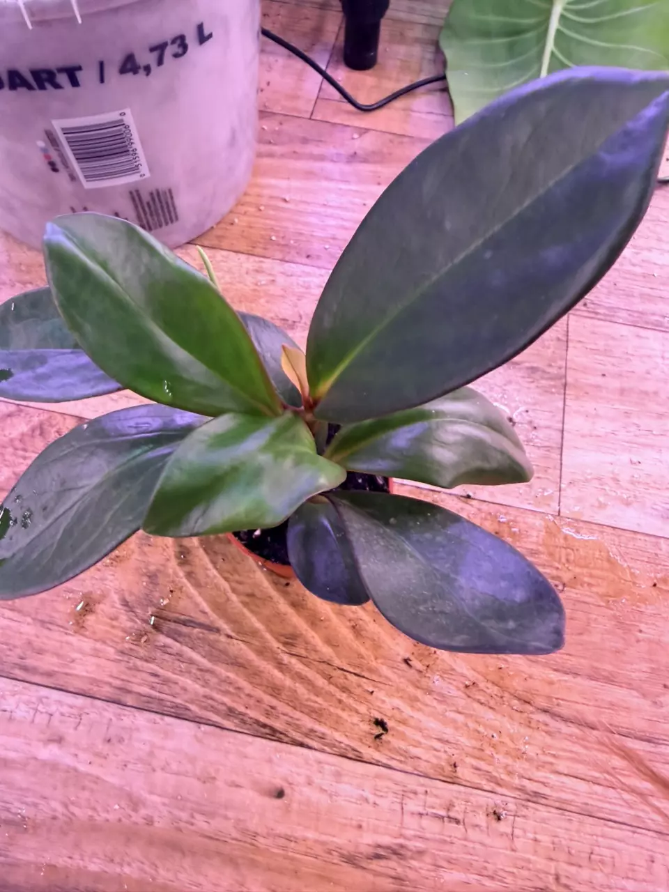 plant/Peperomia Red Edge 0004-2