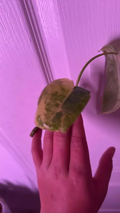 plant/Burl Marx varigated (cutting)-2-thumbnail