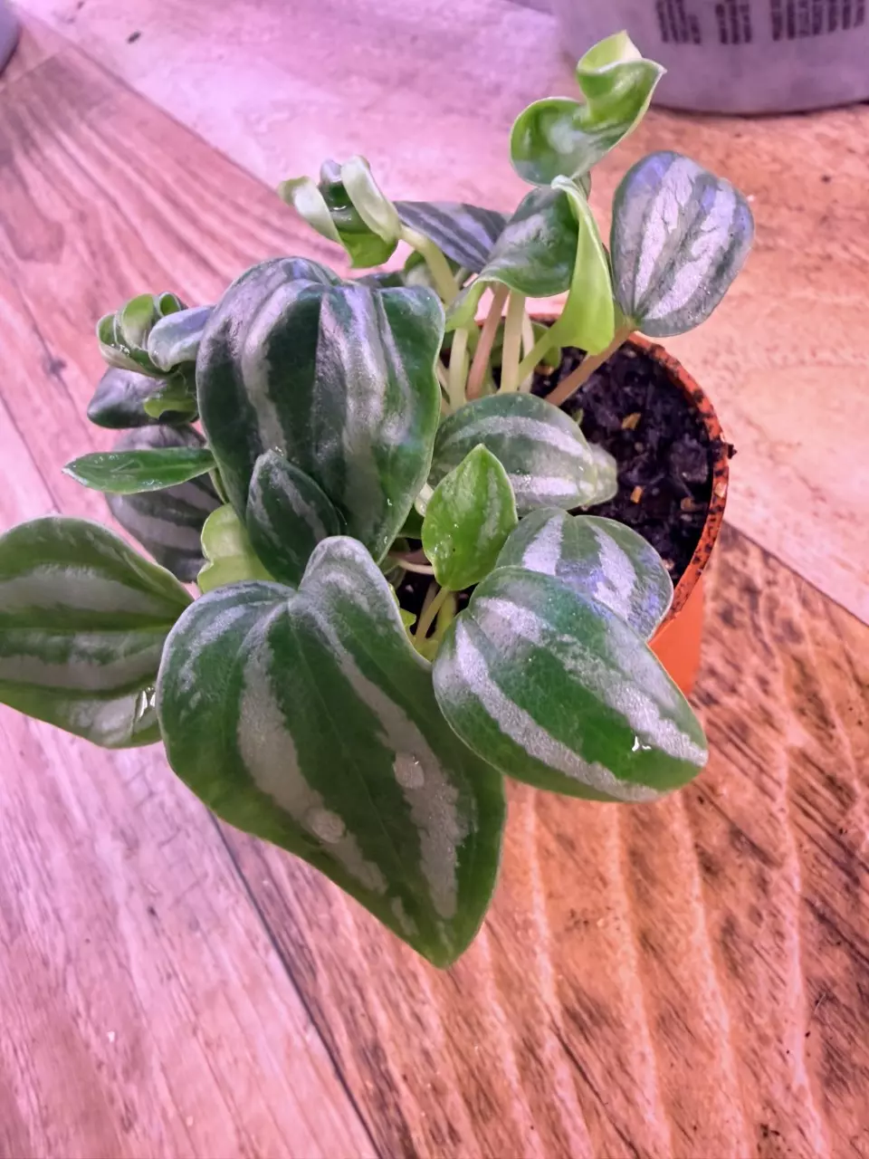 plant/Peperomia Watermelon 0002-2