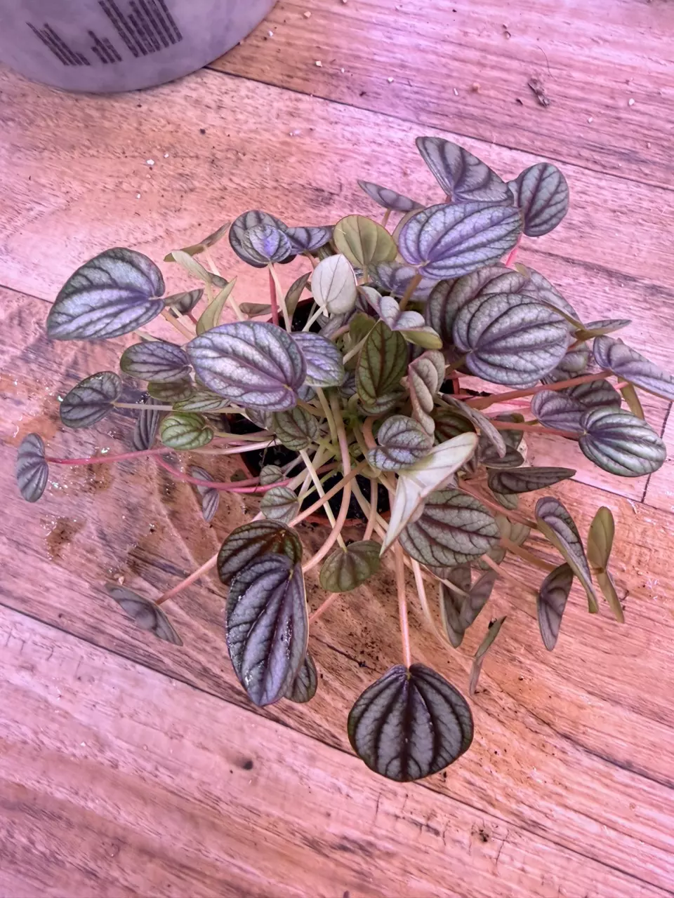 plant/Peperomia Piccolo Banda 0008-1