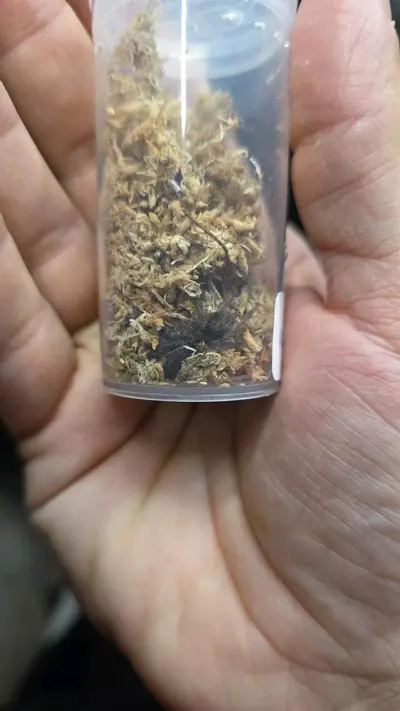 plant/Greater Horned Baboon "wild form"
(Ceratogryus brachycephalus) 3/4"-0-thumbnail