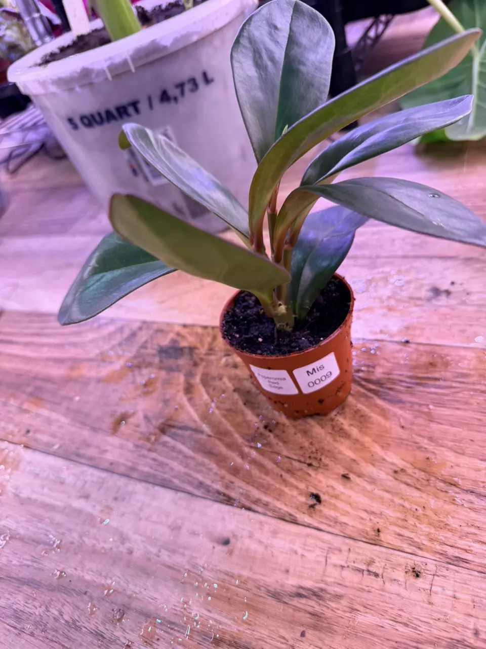 plant/Peperomia Red Congo 0009-0