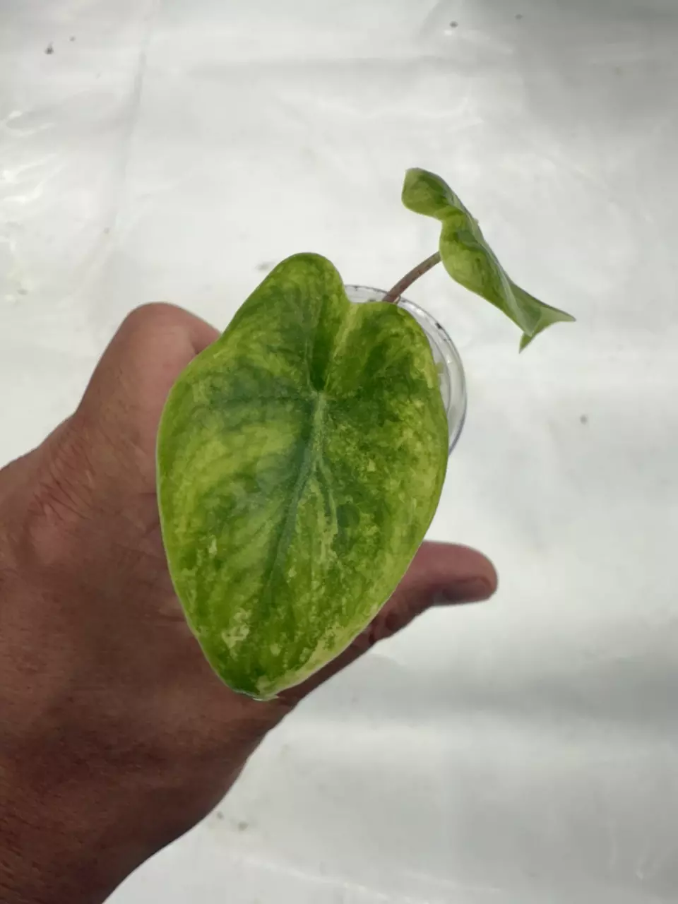 plant/Pink Dragon Albo Pup-1