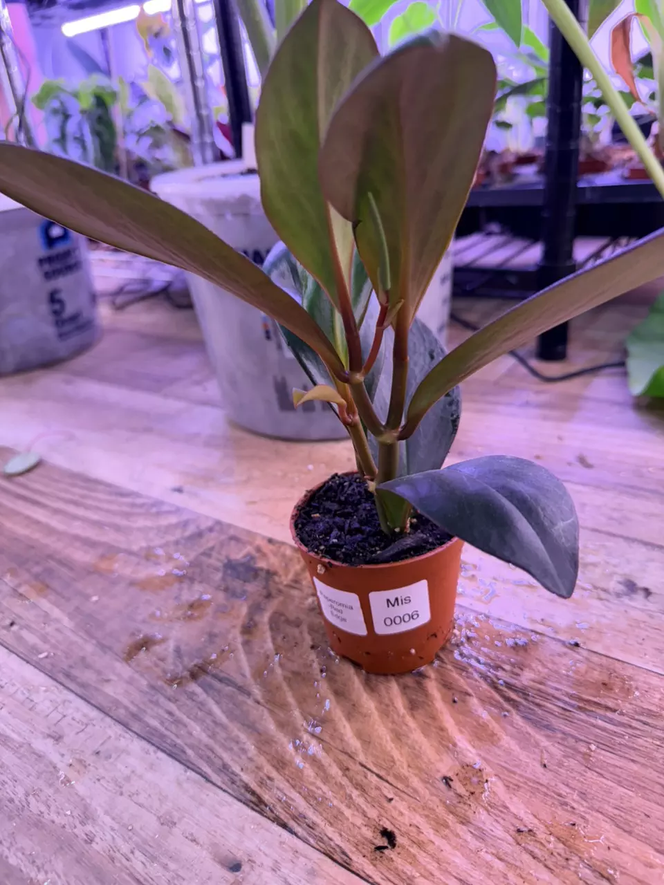 plant/Peperomia Red Edge 0006-0