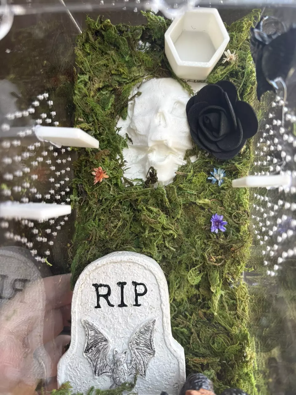 plant/Spooky cute jumping spider enclosure-1