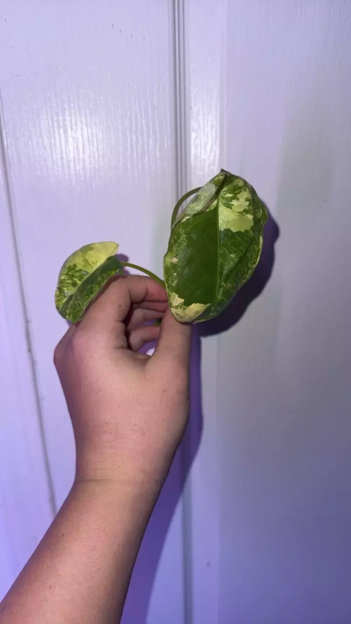 plant/Burl Marx varigated (cutting)-0