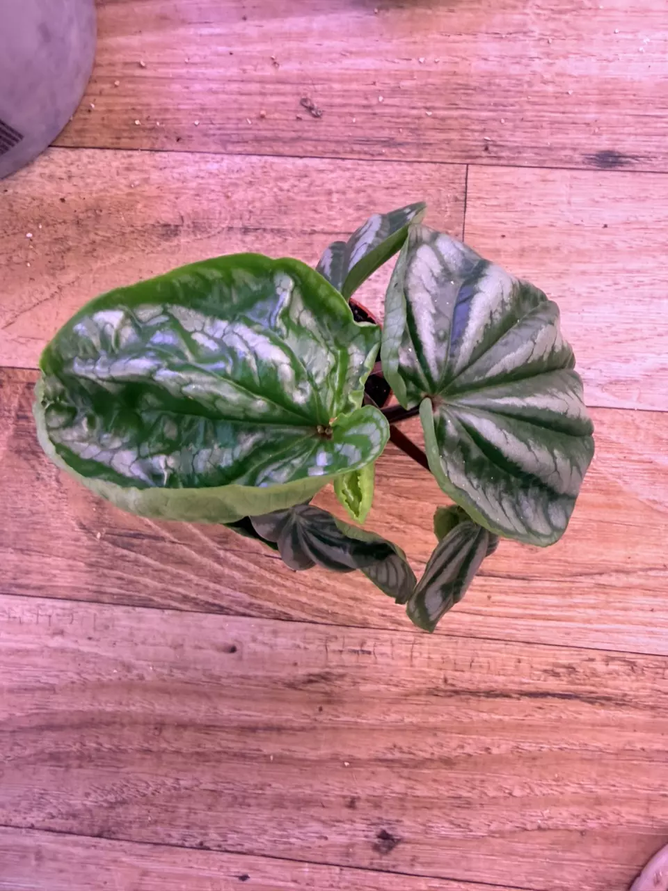 plant/Peperomia Ecuador 0001-1