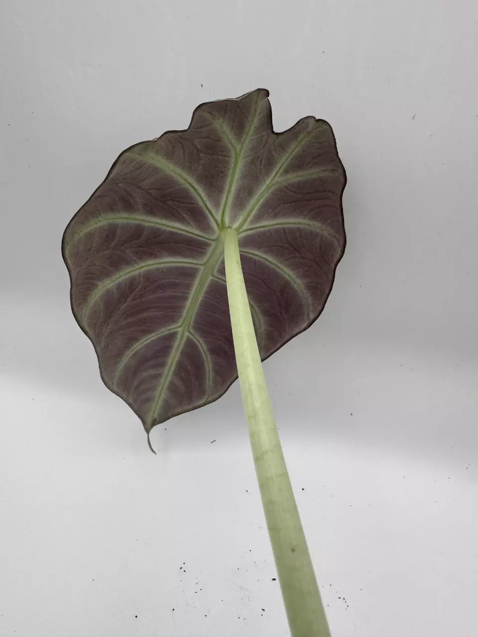 plant/Alocasia black velvet 0501-2
