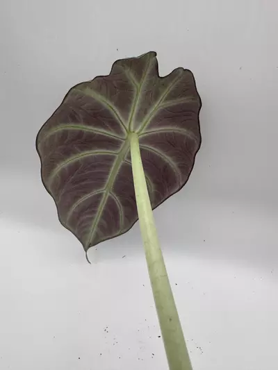 plant/Alocasia black velvet 0501-2-thumbnail