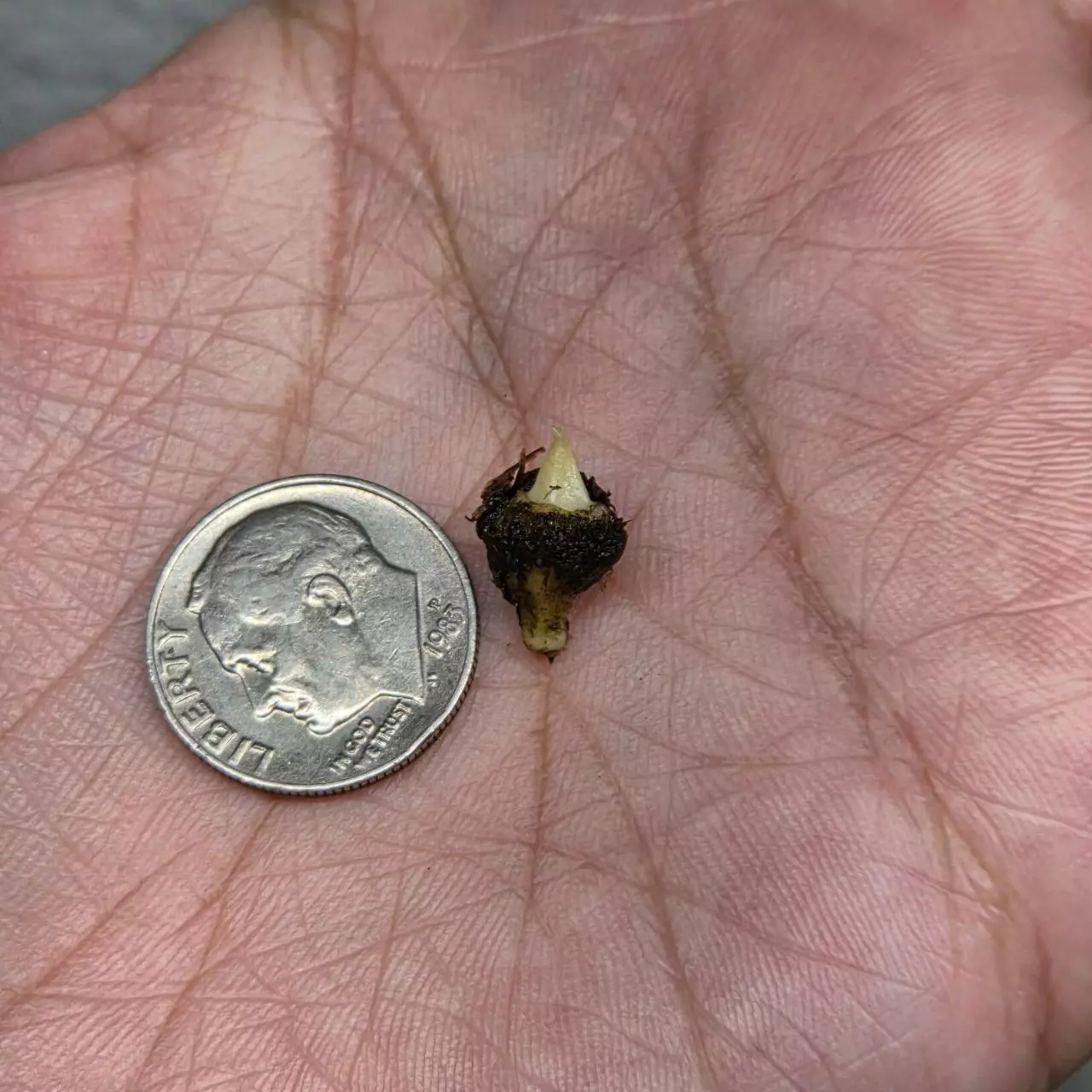 plant/1 small corm - Hypoleuca Mahabhetra Alocasia-4