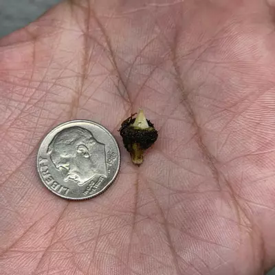 plant/1 small corm - Hypoleuca Mahabhetra Alocasia-4-thumbnail