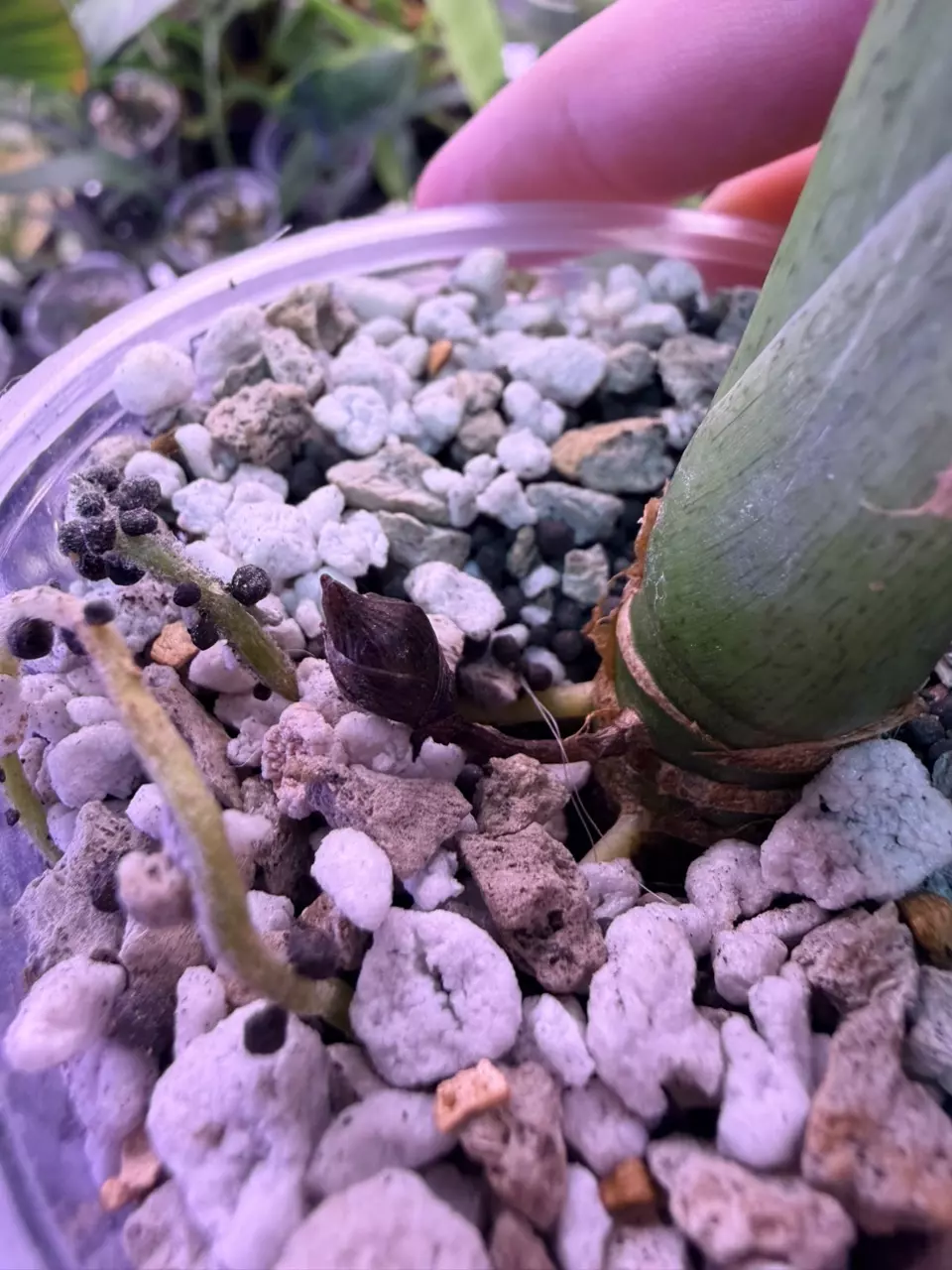 plant/Alocasia Mint Longiloba corm-0