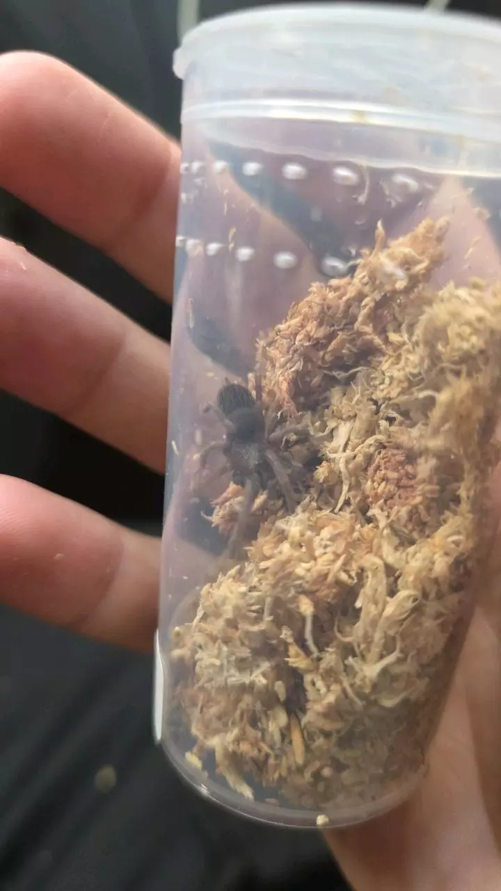 plant/Brazilian Blue (Lasiocyano sazimai) 1"+-0