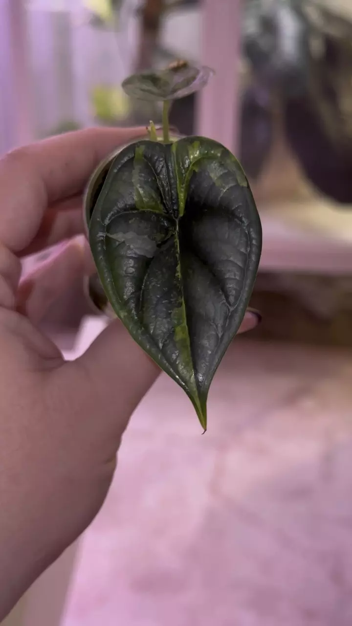 plant/Alocasia Dragon Scale Aurea pup - corm grown-0