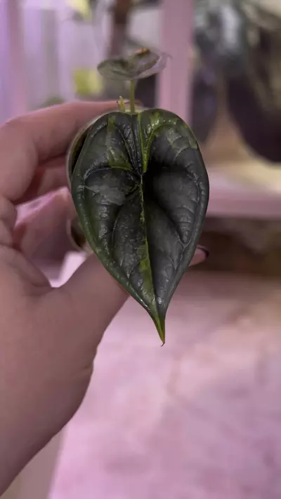 plant/Alocasia Dragon Scale Aurea pup - corm grown-0-thumbnail